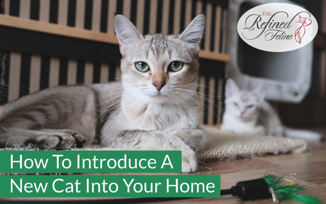 When To Introduce A New Cat To Your Home