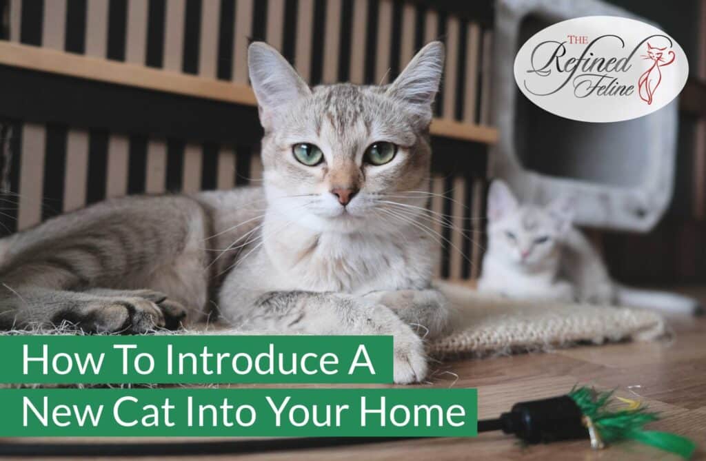 Light gray cat lying on a floor in front, another cat behind. Text: Introduce A New Cat—your guide for smooth introductions.