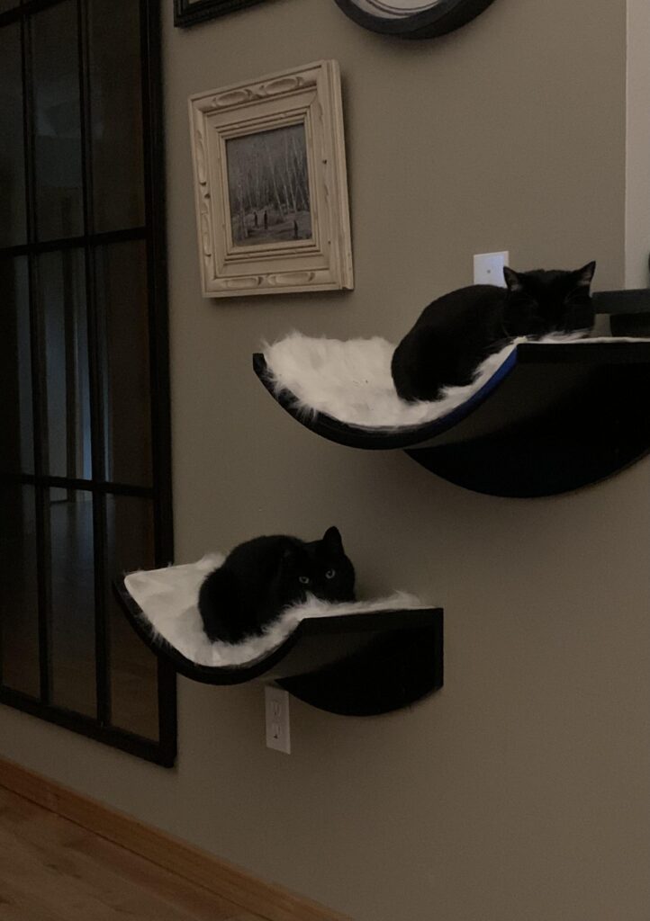 Two black cats rest on separate Lotus Leaf Cat Shelves with white cushions in a dim room near art and a glass-paneled door.