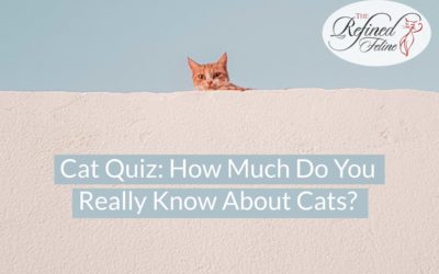 Cat Quiz: How Much Do You Really Know About Cats?