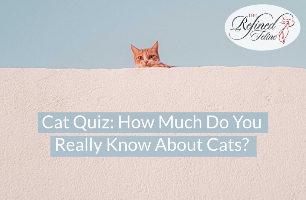 Orange cat peeking over a white wall; text reads “Cat Quiz: How Much Do You Really Know About Cats?” Logo top right.