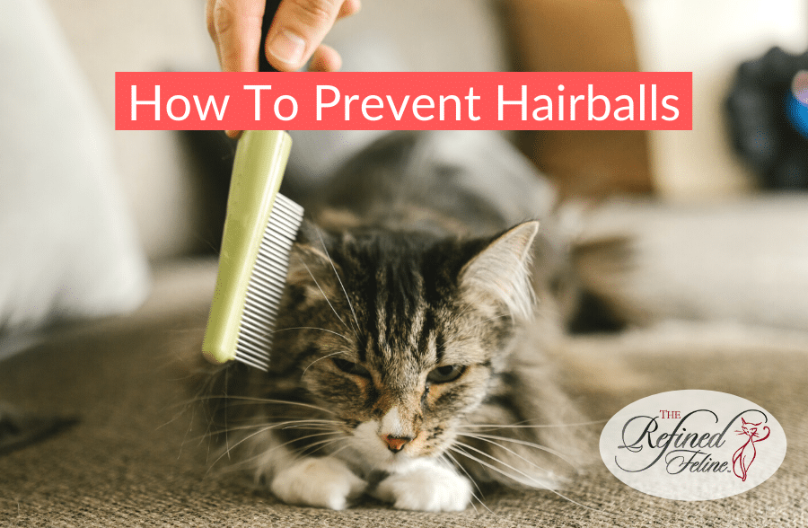Prevent Hairballs With These Tips