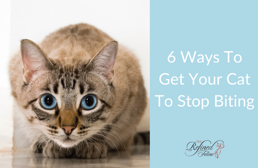 how to get your cat to stop biting