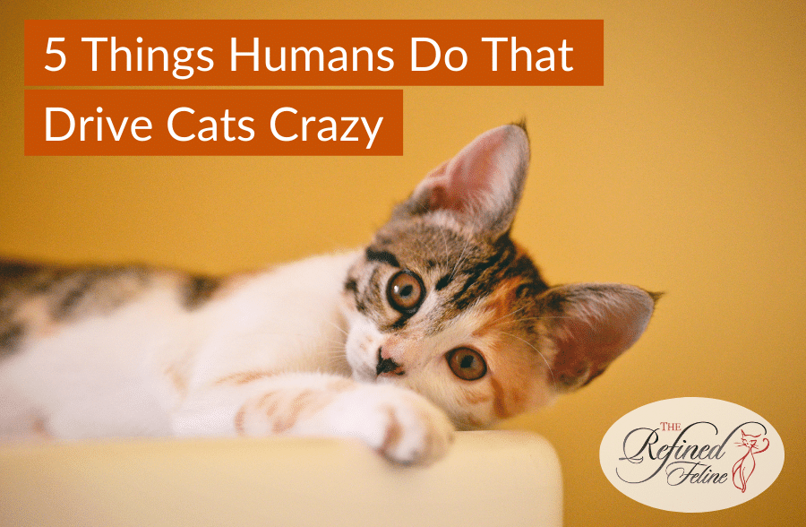Curious cat lies on its side. Text: 5 Things Humans Do That Drives Cats Crazy. Refined Feline logo in bottom right.
