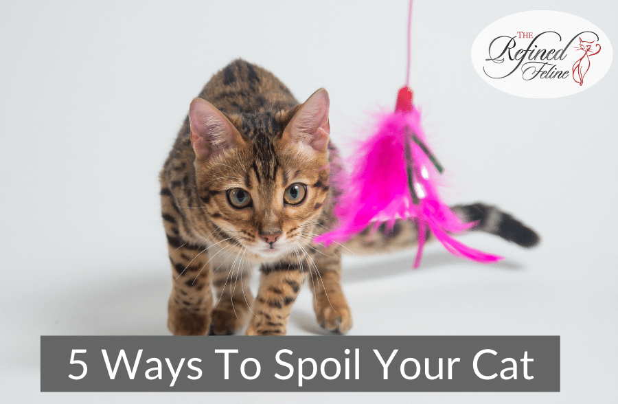 Spoil Your Cat