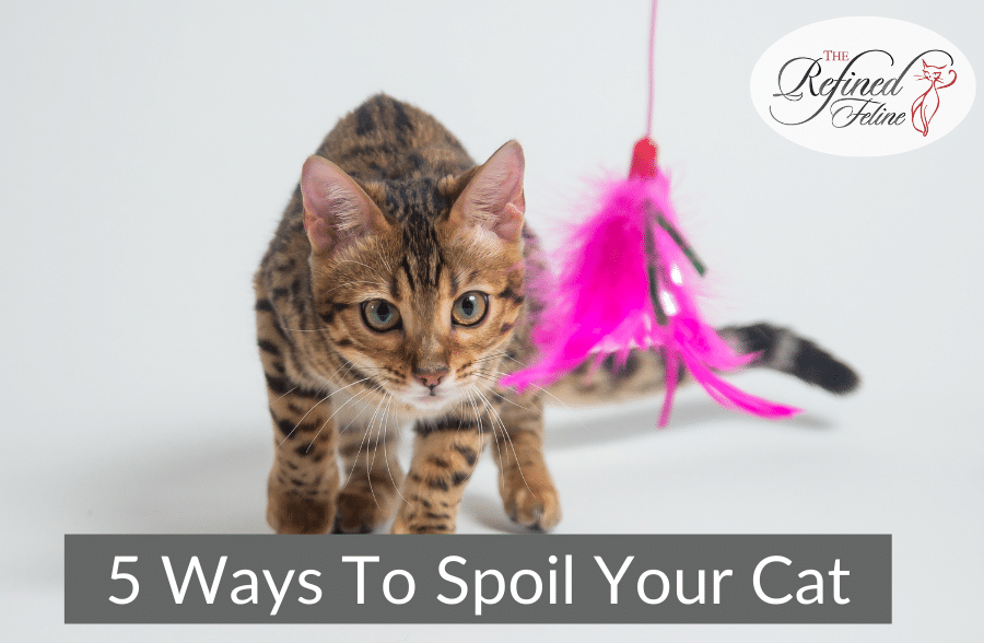 Brown spotted cat near pink feather toy; "Spoil Your Cat" text and Refined Feline logo in top right corner.