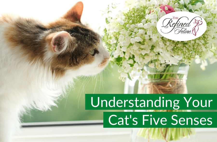 Cat sniffing white flowers on a windowsill, with "Understanding Your Cat's Five Senses" text and The Refined Feline logo.