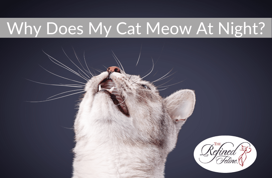 Gray and white cat looking up, mouth open as if meowing; text reads "Why Does My Cat Meow At Night?", Refined Feline logo.