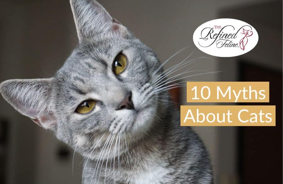 10 Myths Abouts Cats