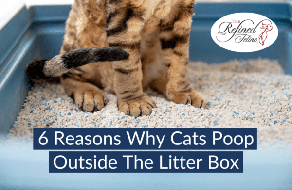 Reasons Why Cats Poop Outside the Litter Box - The Refined Feline