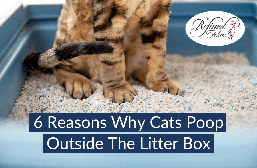 Why Cats Poop Outside Of The Litter Box
