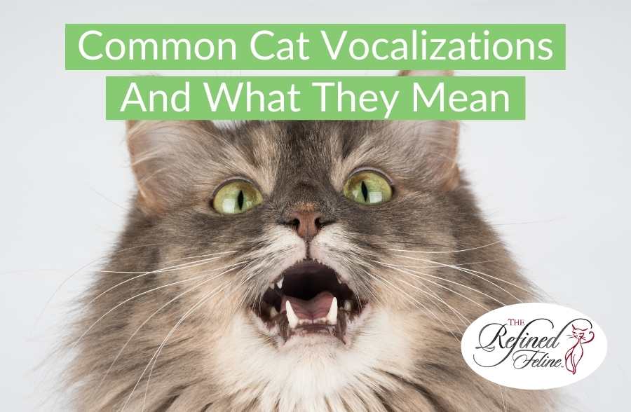 Common Cat Vocalizations