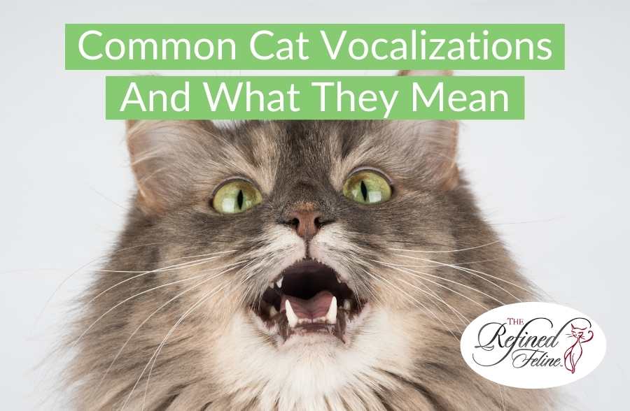 Long-haired cat with mouth open, meowing; text reads "Common Cat Vocalizations" and The Refined Feline logo shown.
