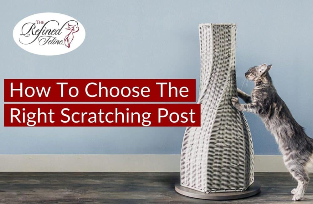 Choose The Best Cat Scratching Post For Your Home Photo Inspiration