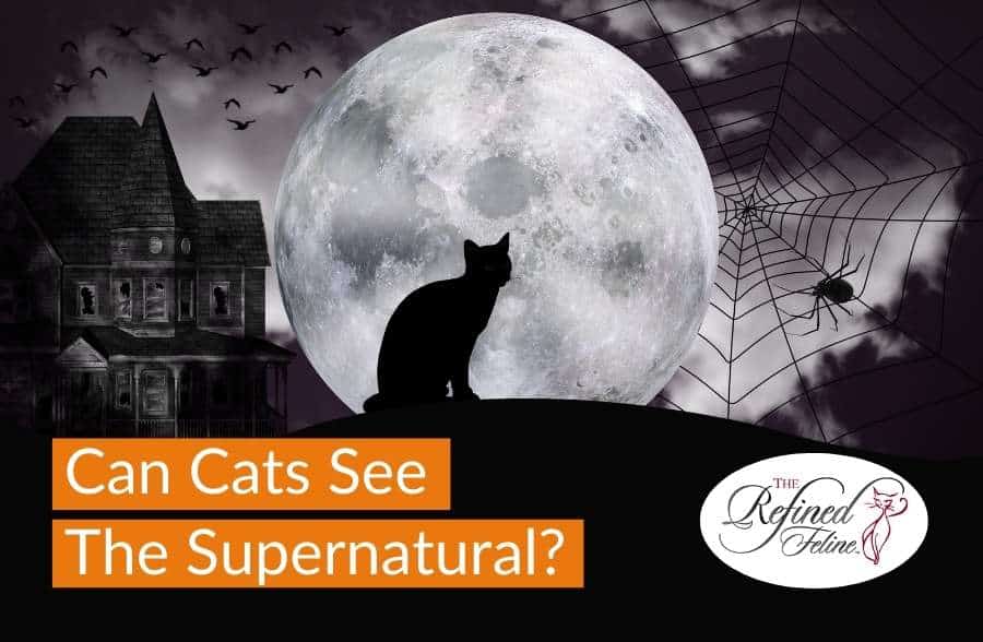 Can Cats See The Supernatural