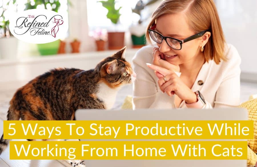 Woman with glasses works on a laptop at home, cat sitting next to her. Text: Stay Productive While Working From Home With Cats.