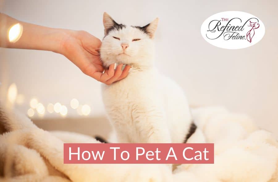 A white cat with black ears lounges on a bed as a hand strokes its chin; text reads "how to pet a cat".