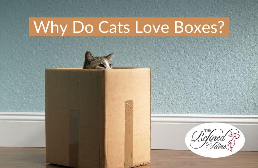 Cat sitting in a cardboard box near a blue wall with “why do cats love boxes” above; Refined Feline logo in corner.
