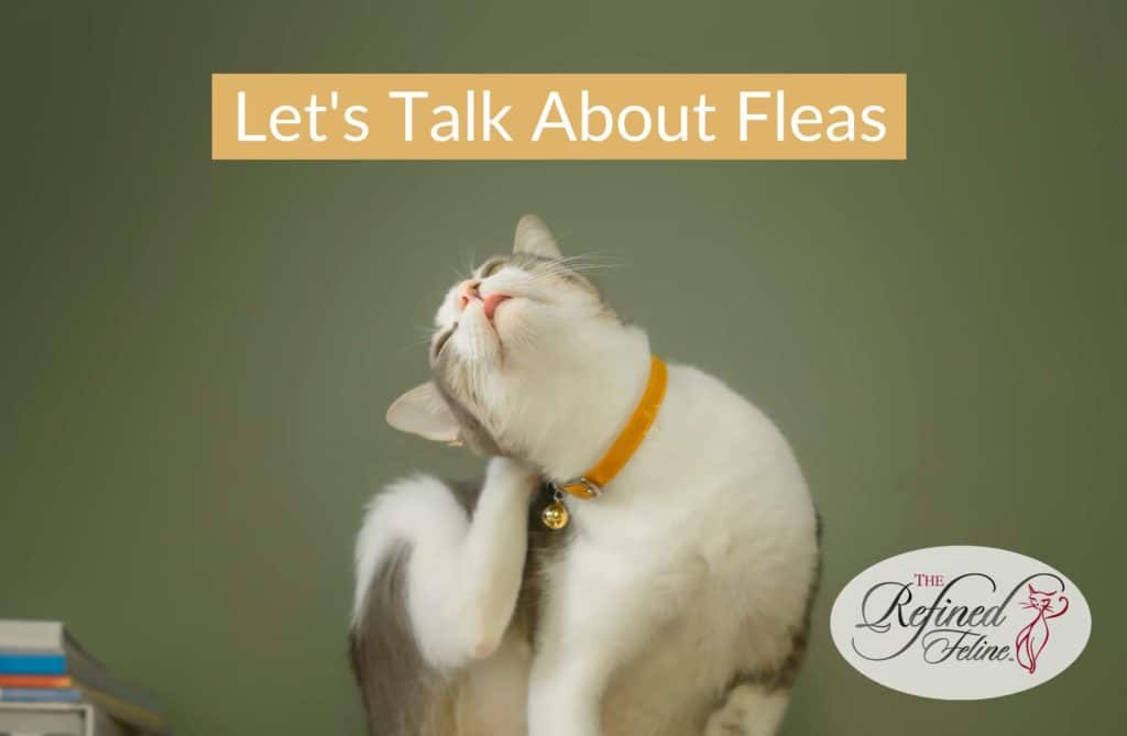 Fleas On Cats