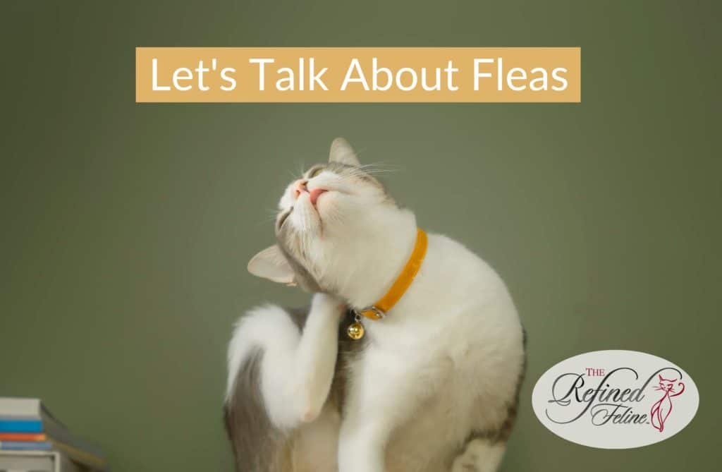 Cat with yellow collar scratching its head. Text: "Let’s Talk About Fleas." Refined Feline logo in bottom right corner.