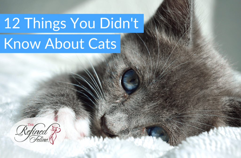 Things You Didnt Know About Cats