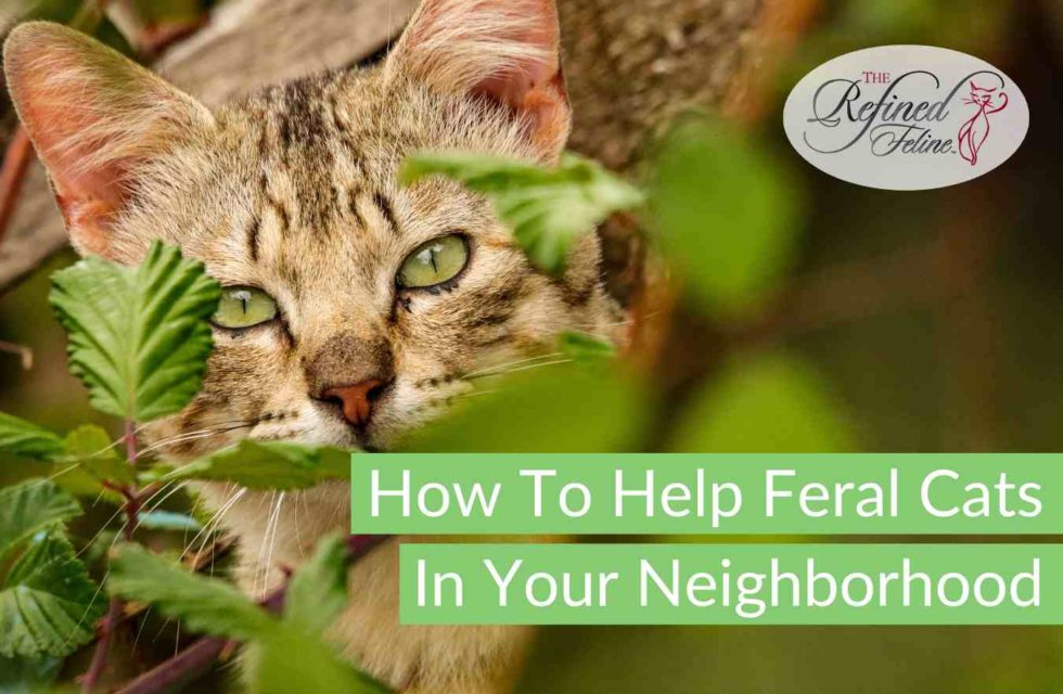How To Help Feral Cats In Your Neighborhood The Refined Feline