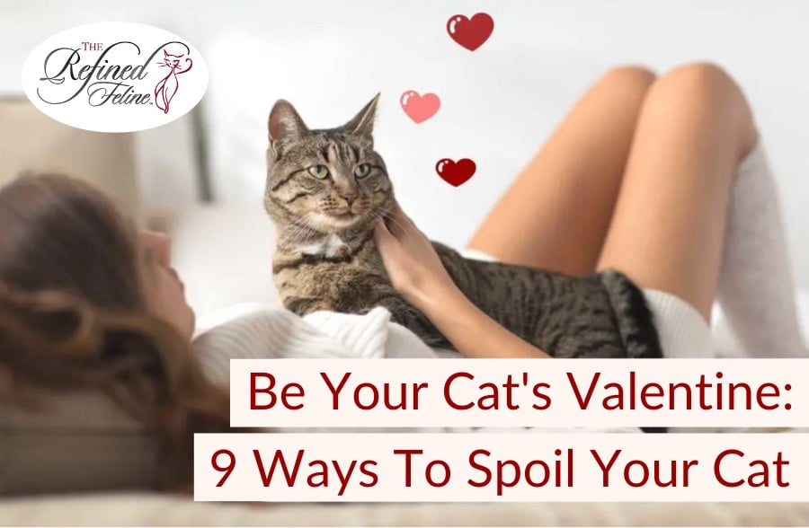 Be Your Cat's Valentine