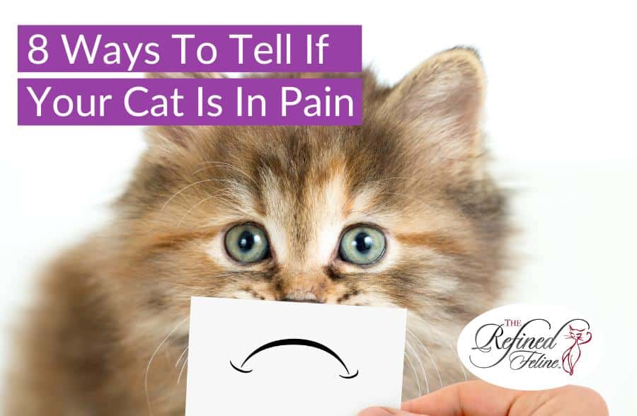 Fluffy cat close-up with a card showing a sad mouth, next to the text “Ways To Tell If Your Cat Is In Pain.”.