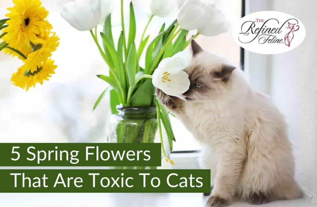 Fluffy cat sniffing white tulips near a window. Overlaid text: Flowers That Are Toxic To Cats.