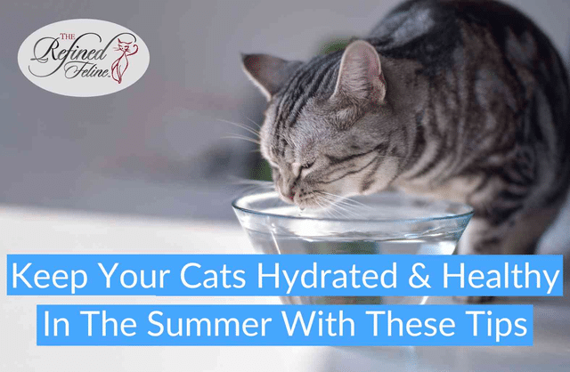 Keep Your Cats Hydrated & Healthy This Summer With These Tips
