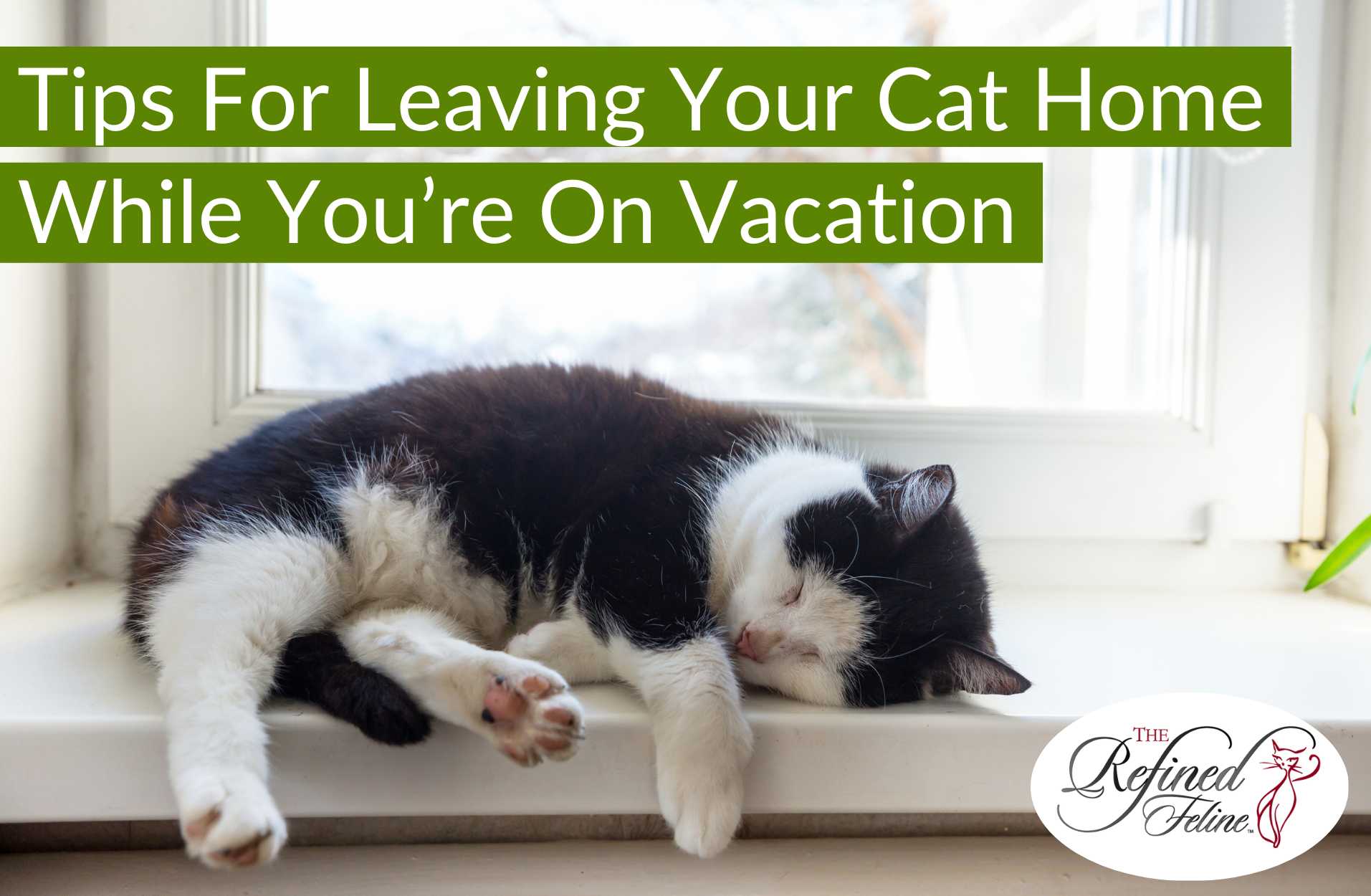 Checklist For Leaving Your Cat Home While On Vacation 