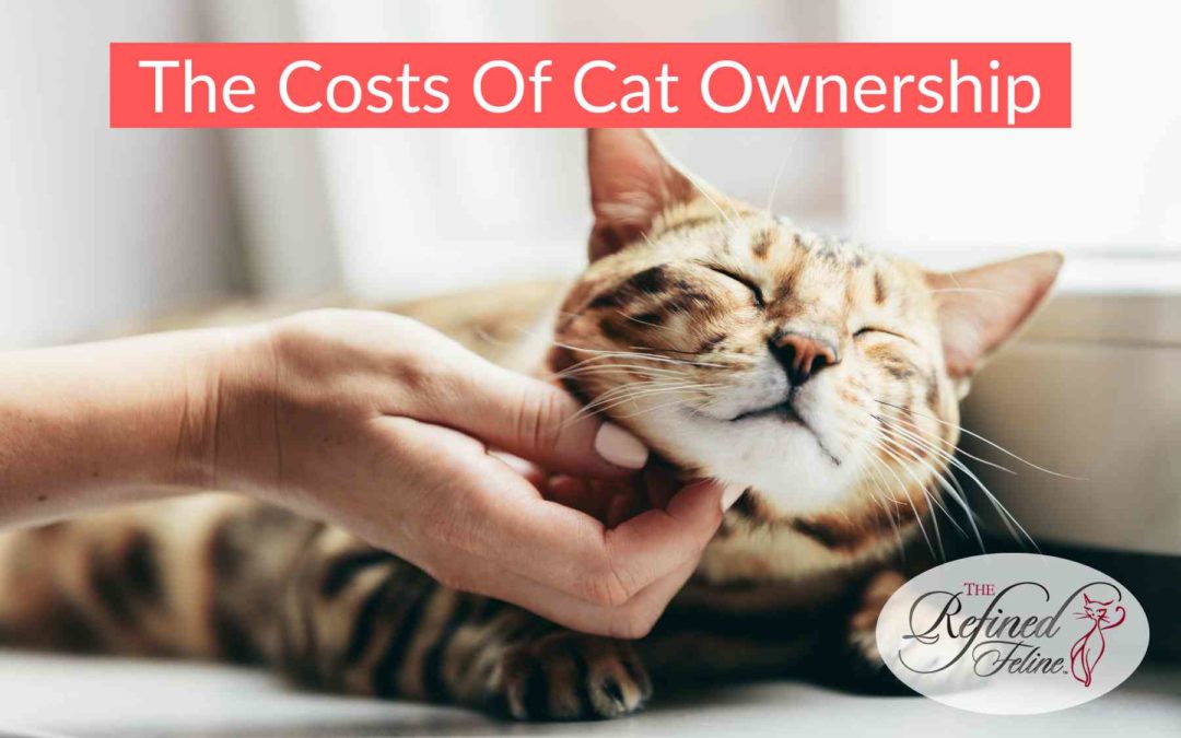 The Costs of Cat Ownership The Refined Feline