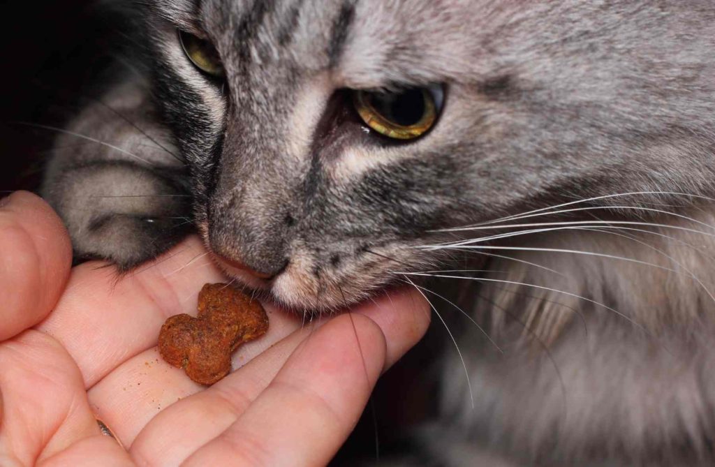 Cat Eating Treats