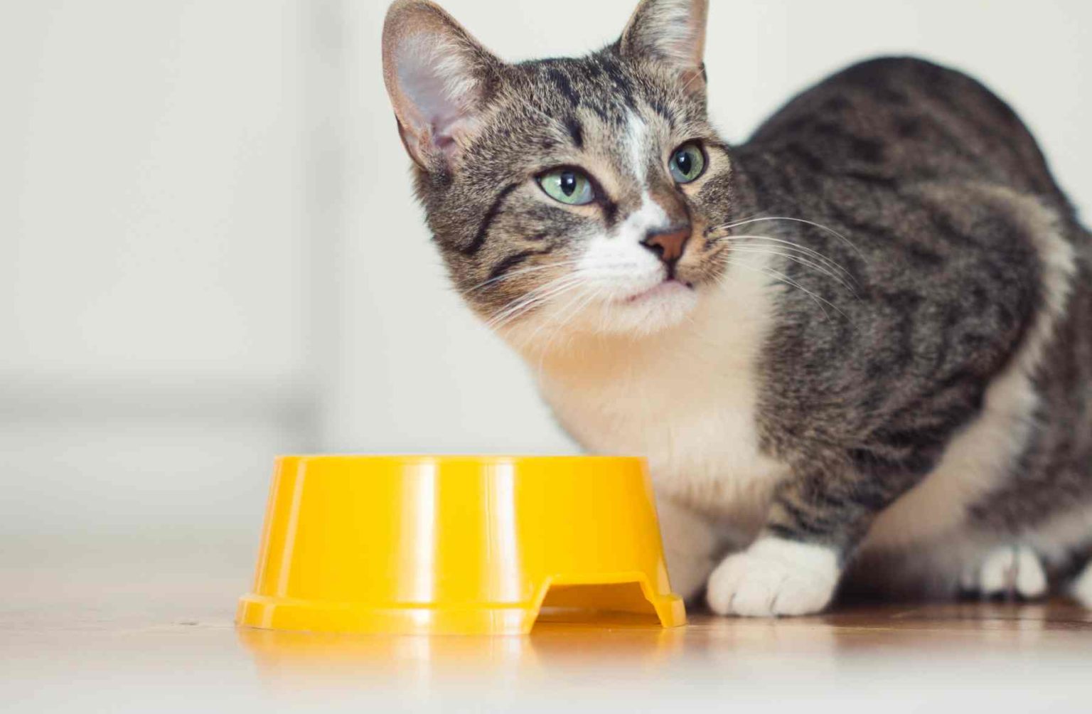 Enhance Your Cat's Lifestyle: A Guide to Feline Well-Being