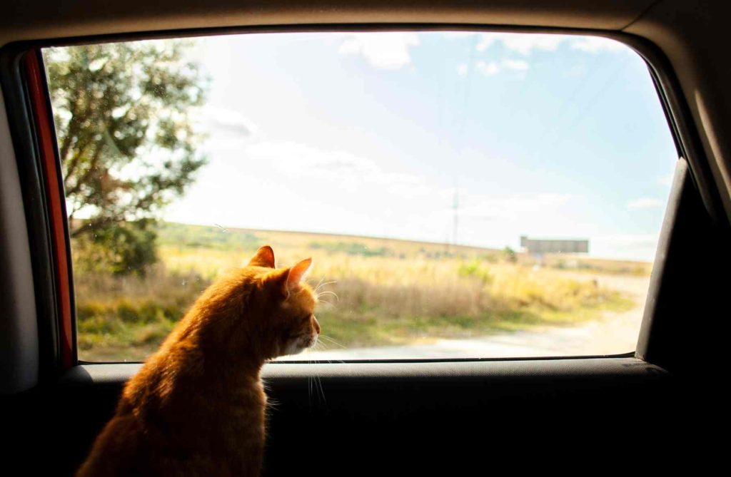 Cat In A Car