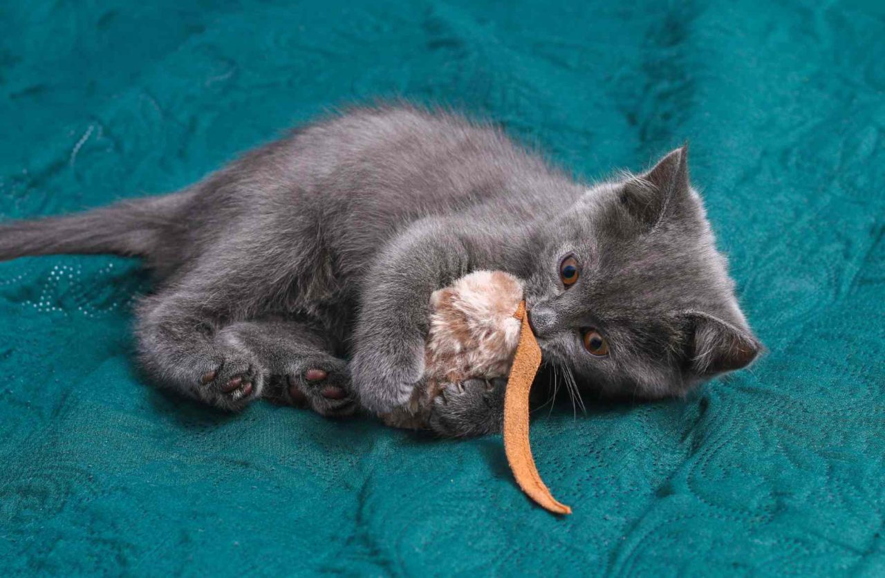 Enhance Your Cat's Lifestyle: A Guide to Feline Well-Being