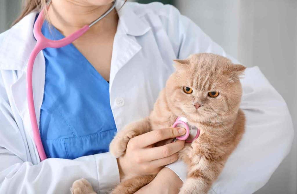 Cat Vet