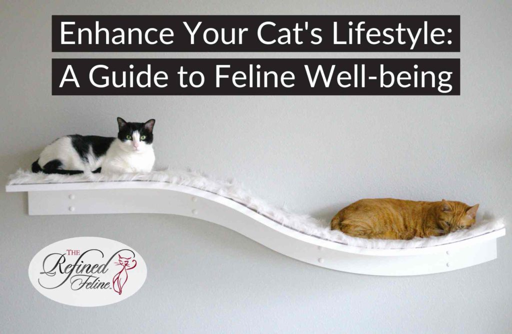 Two cats lounge on a white curved wall shelf beneath the book "Enhance Your Cat's Lifestyle: A Guide to Feline Well-being.