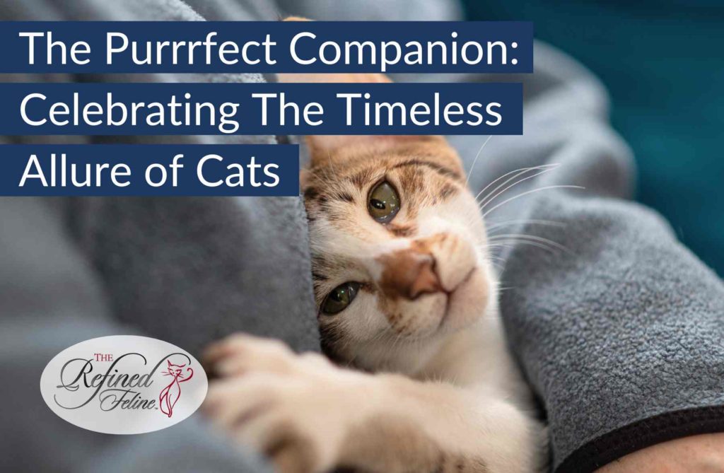 Brown and white cat resting on a gray blanket, with the text above: "The Purrrfect Companion: Celebrating the Timeless Allure of Cats.