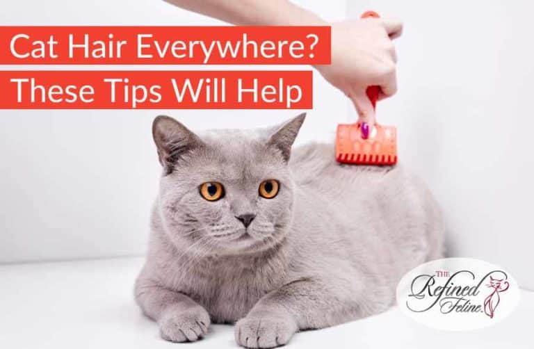Cat Hair Everywhere? These Tips Will Help! The Refined Feline