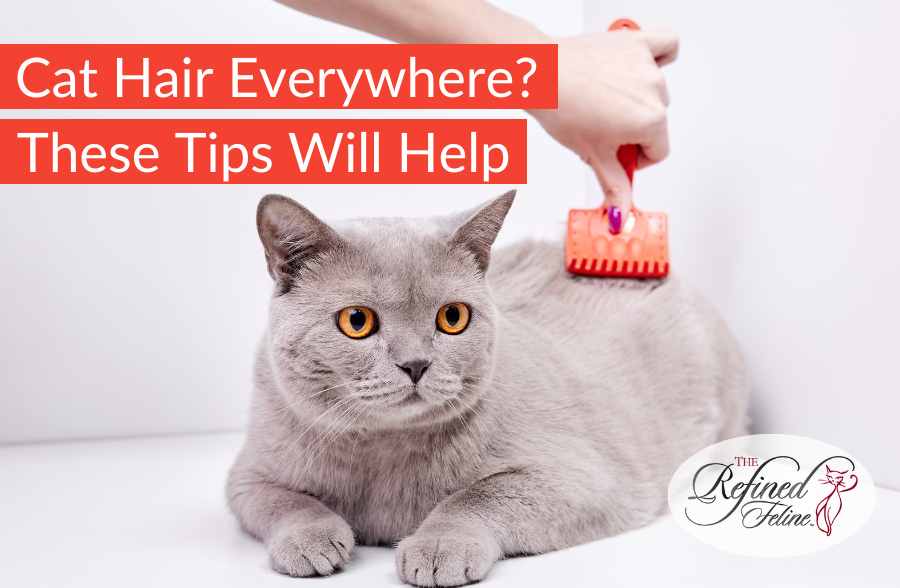 Person brushing a gray cat with an orange brush. Text reads: Cat Hair Everywhere? Easy grooming tips. Logo: The Refined Feline.