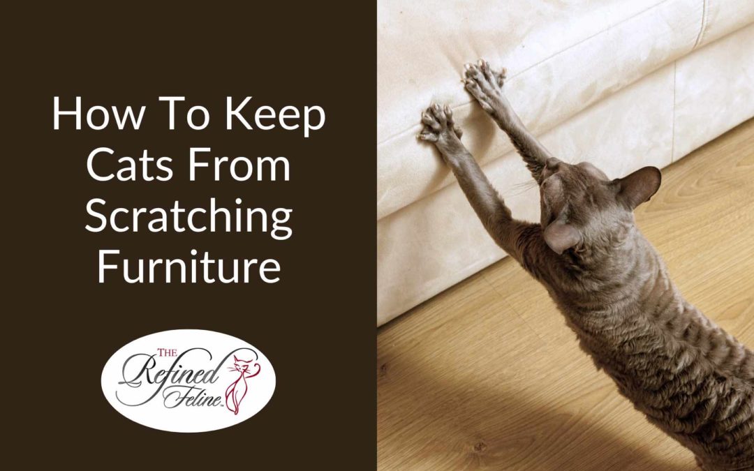 How To Keep Cats From Scratching Furniture The Refined Feline