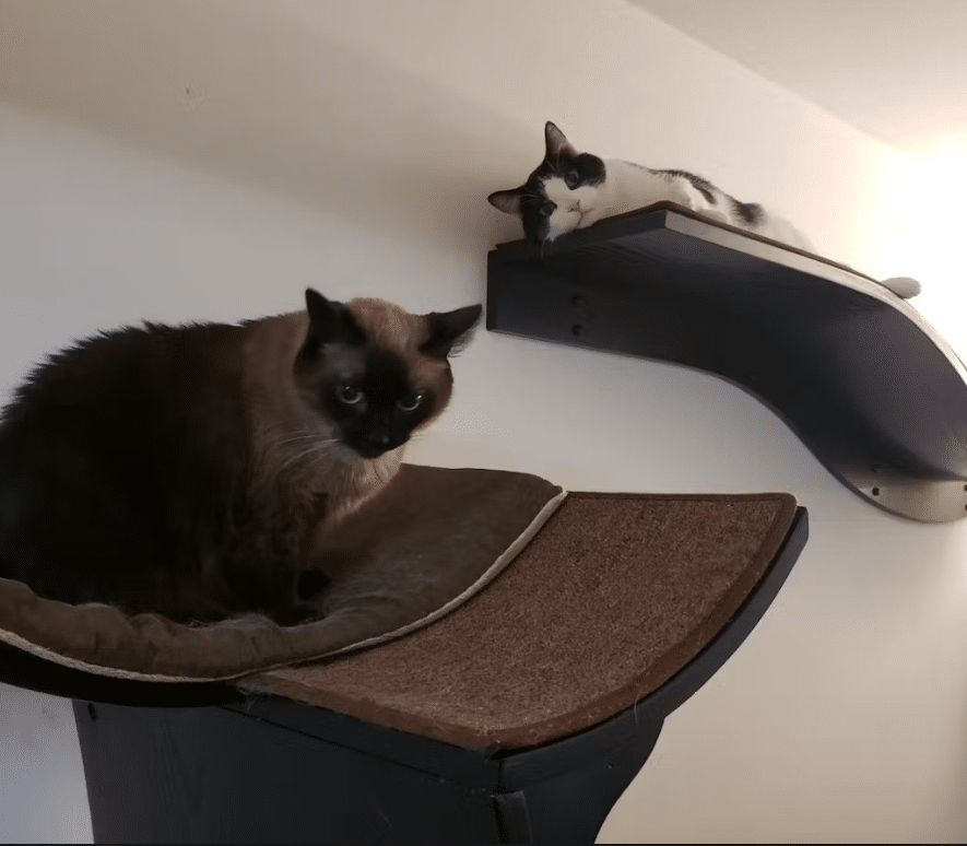 Lotus Branch cat shelves