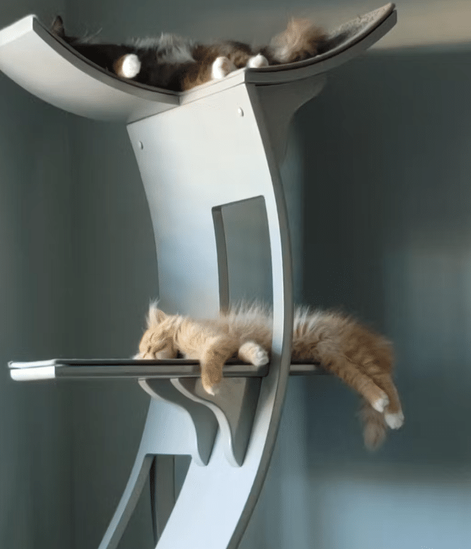 The refined feline cat tree top
