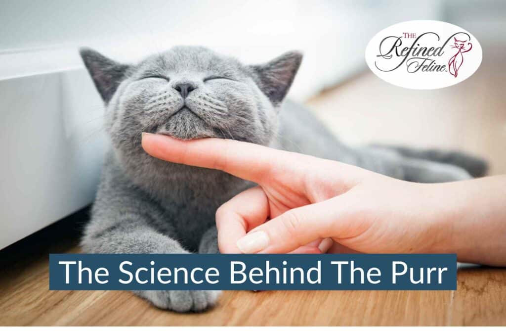 Gray cat with closed eyes enjoys a chin scratch. Text reads: Explore the science behind purring in Blognewsletter Graphics.