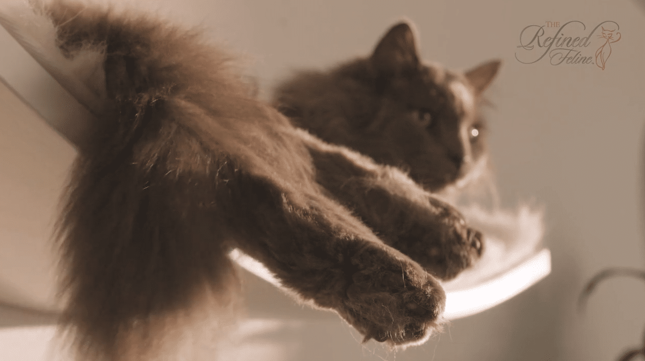modern wood cat shelf