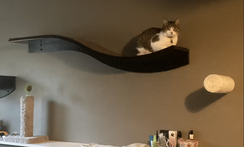 lotus branch cat shelves