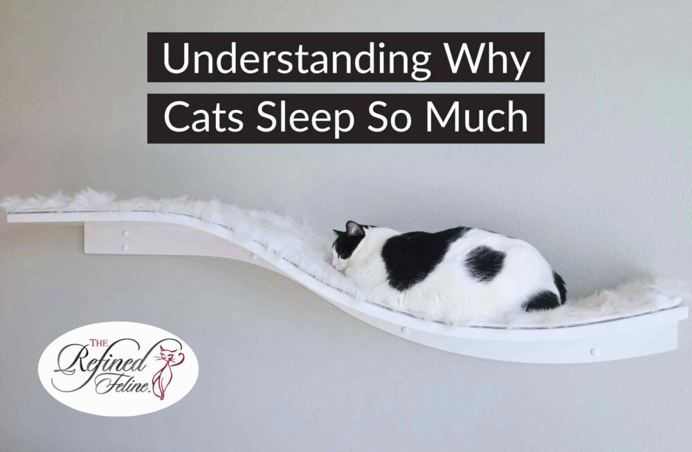 Understanding Why Cats Sleep So Much The Refined Feline