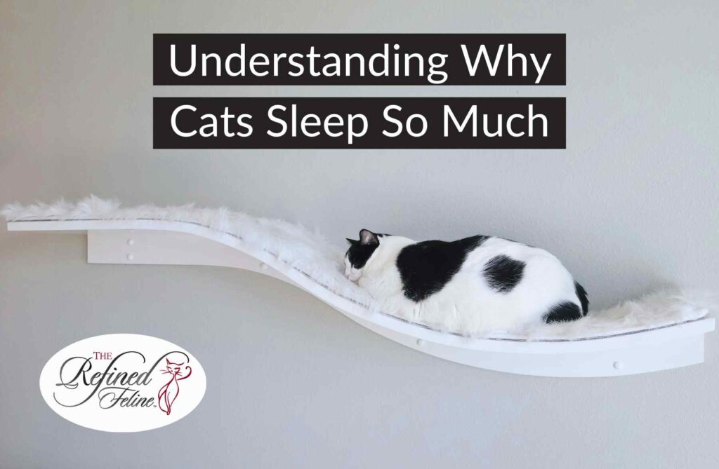 Black and white cat sleeping on a curved wall-mounted shelf below the words “understanding why cats sleep so much.”.