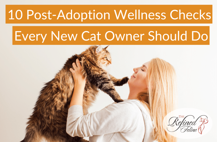 10 Post Adoption Wellness Checks Every New Cat Owner Should Do